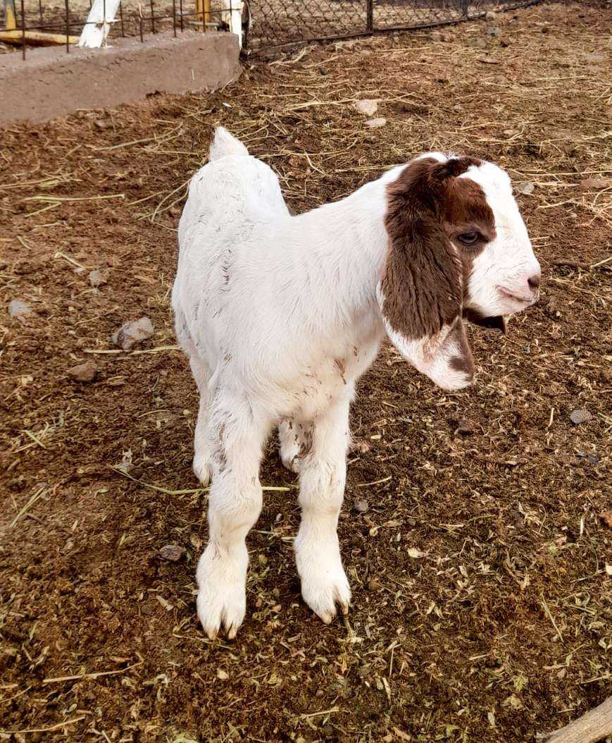 Animal de granja en Complejo Lumen