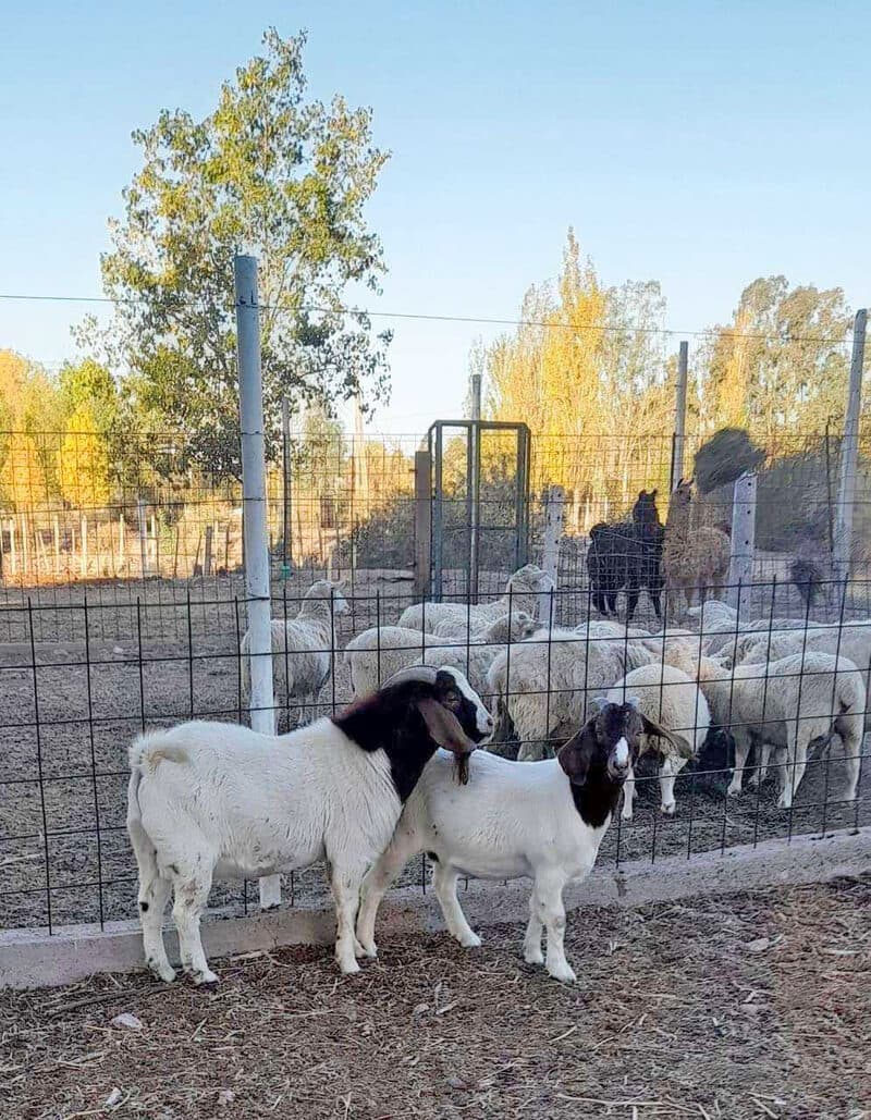 Animal de granja en Complejo Lumen