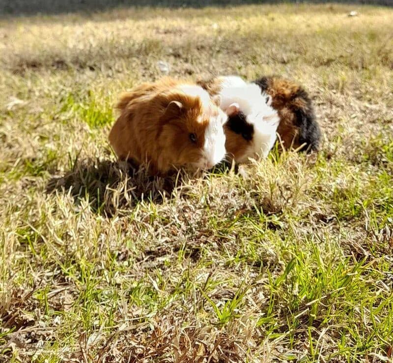 Animal de granja en Complejo Lumen